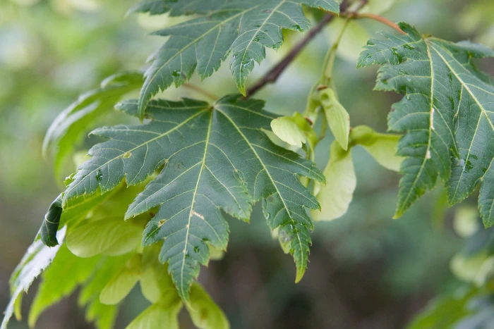 Acer tschonoskii image