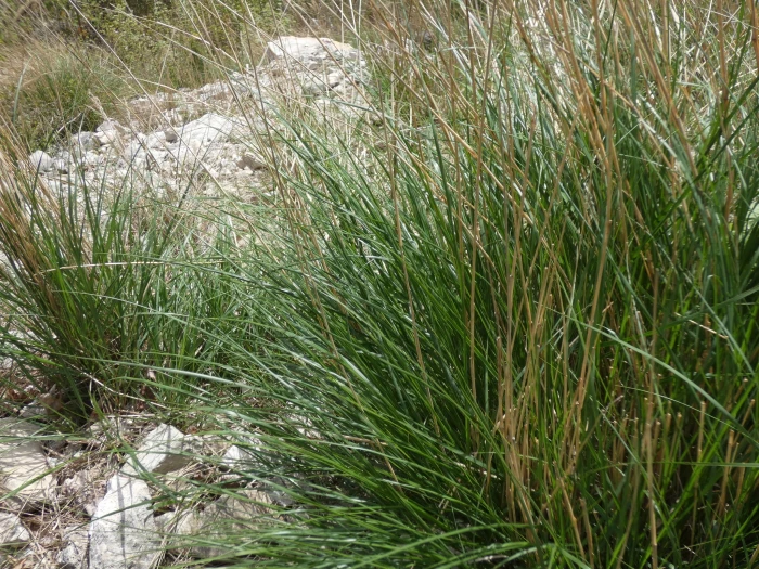 Achnatherum calamagrostis image