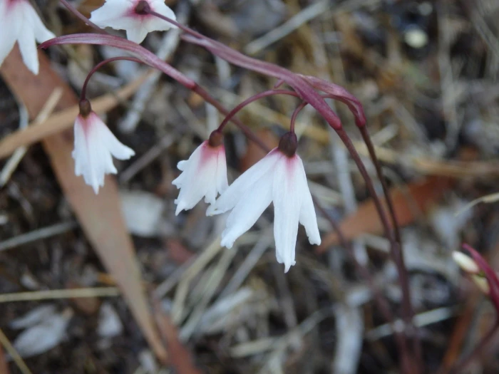 Acis autumnalis image