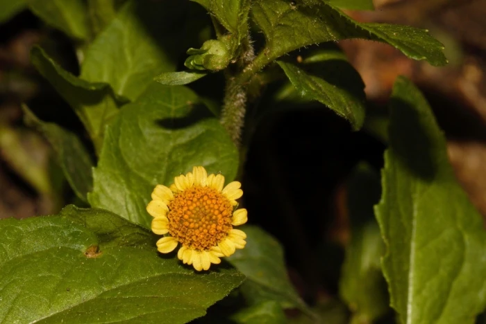 Acmella caulirhiza image