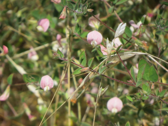 Acmispon americanus image