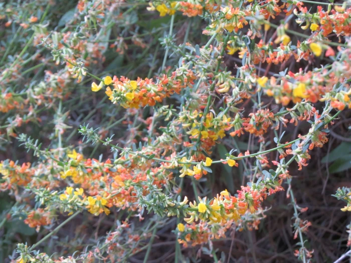 Acmispon glaber image