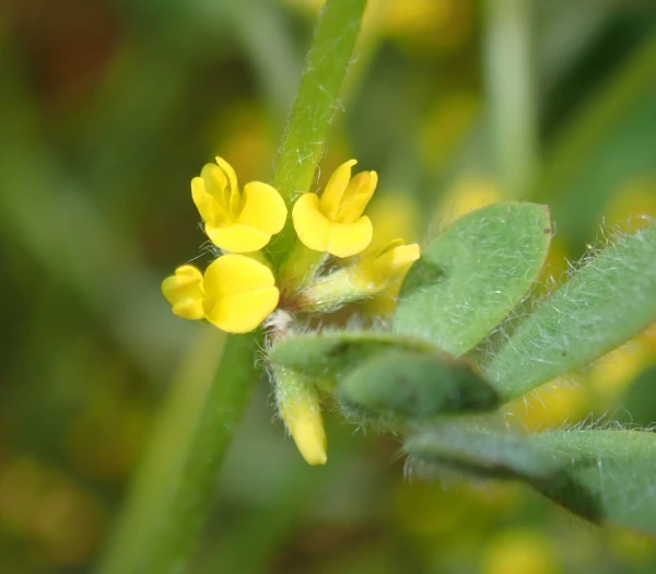 Acmispon micranthus image