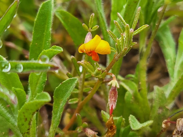 Acmispon strigosus image