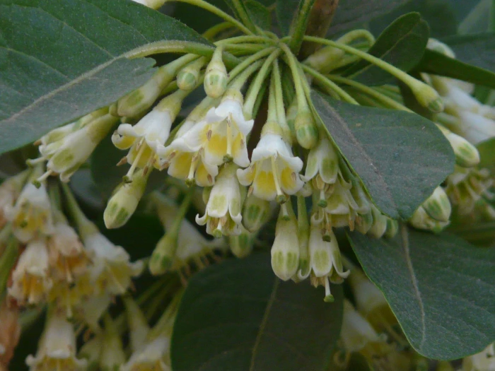 Acnistus arborescens image