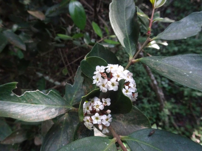Acokanthera oppositifolia image