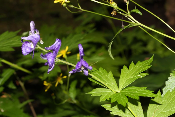 Aconitum columbianum image