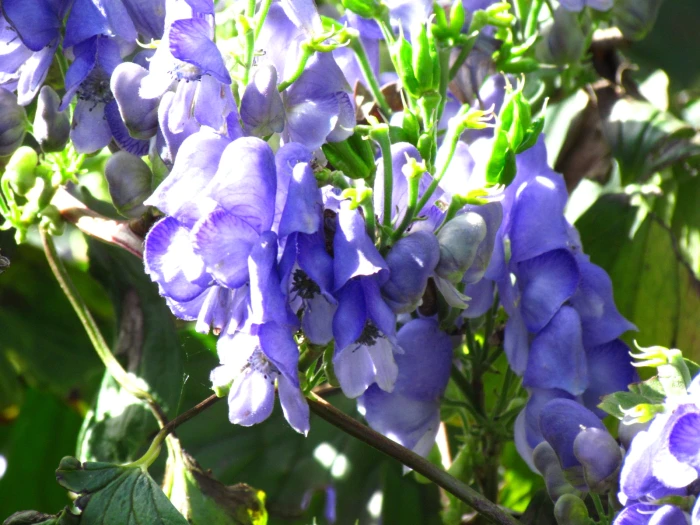 Aconitum hemsleyanum image