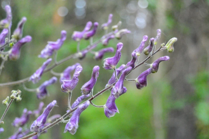 Aconitum lycoctonum image