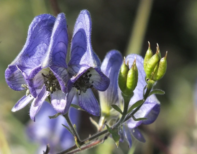 Aconitum volubile image