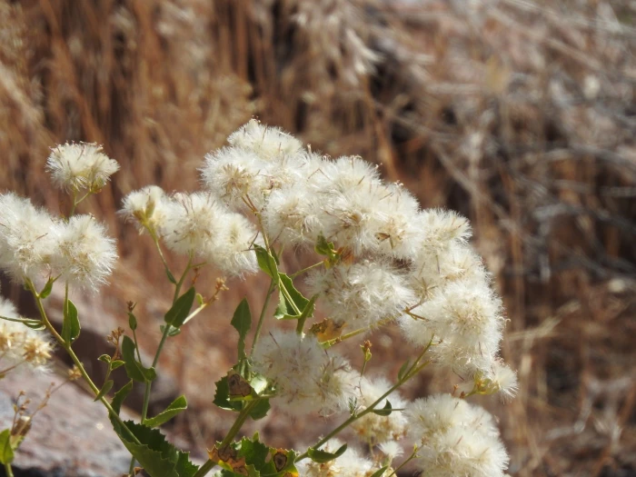 Acourtia wrightii image