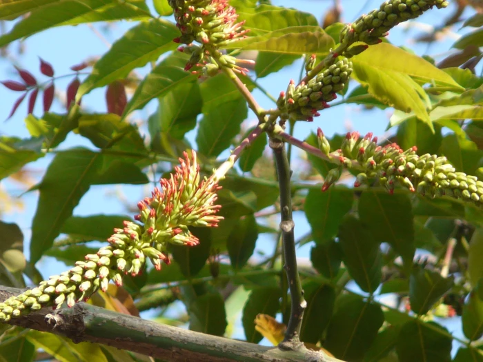 Acrocarpus fraxinifolius image