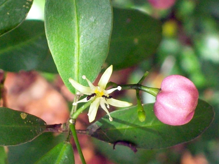 Acronychia laevis image