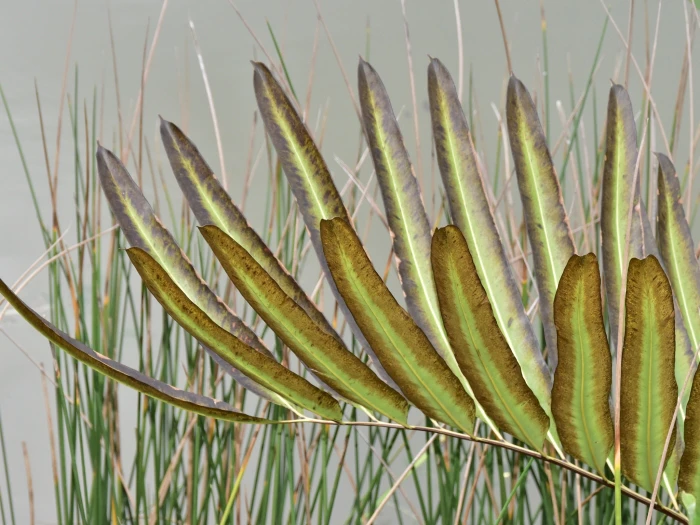 Acrostichum aureum image