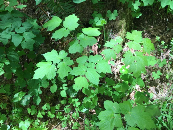 Actaea elata image
