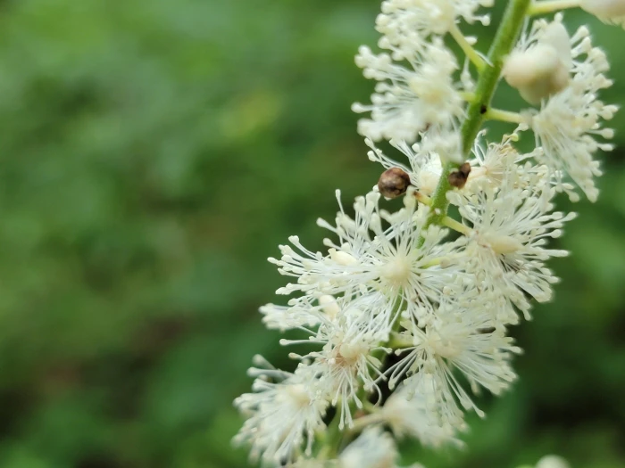 Actaea racemosa image