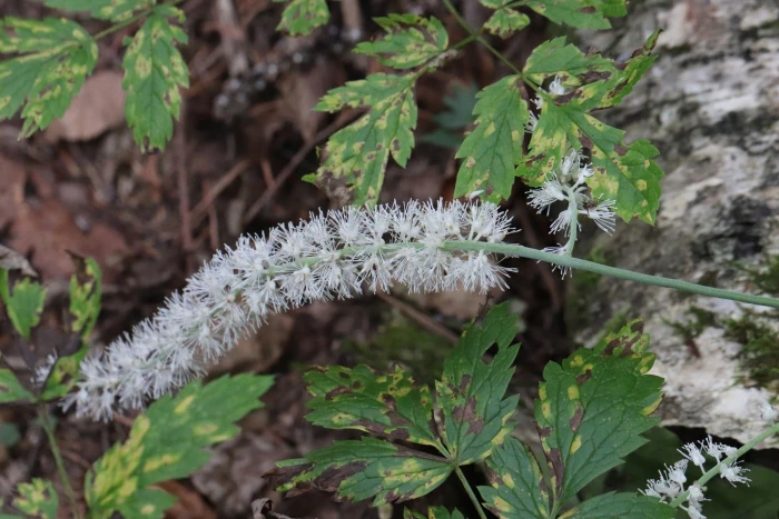Actaea simplex image