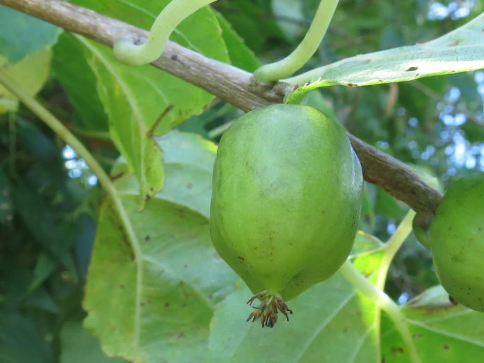 Actinidia arguta image