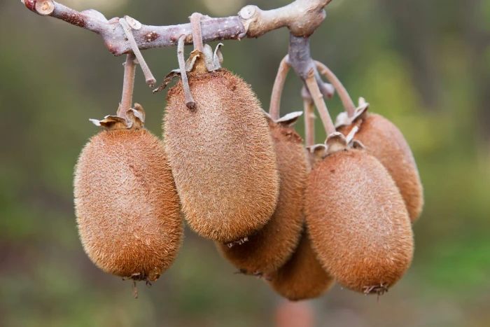 Actinidia chinensis image