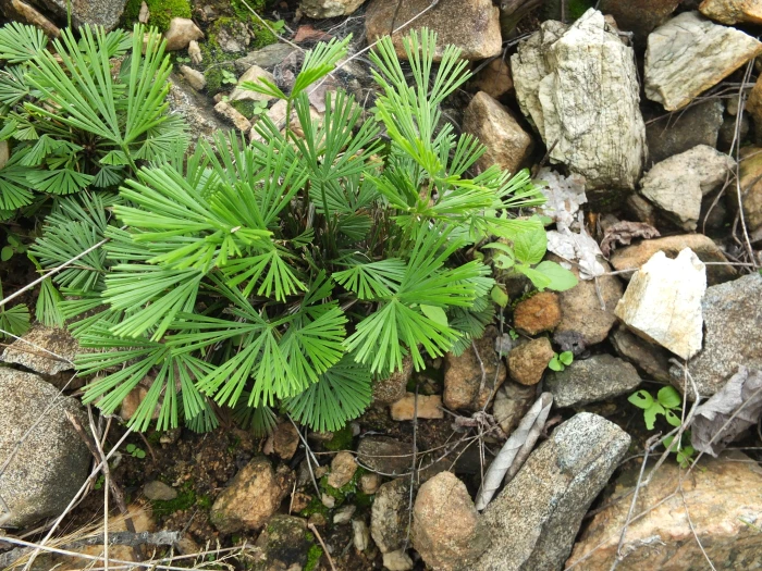 Actiniopteris radiata image