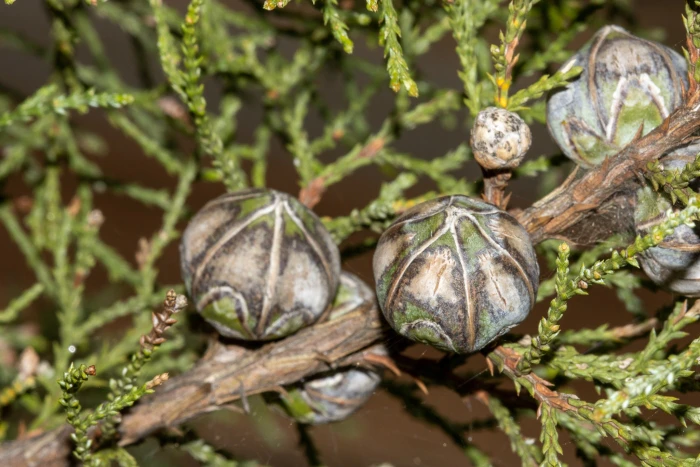 Actinostrobus pyramidalis image