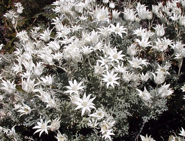 Actinotus helianthi image