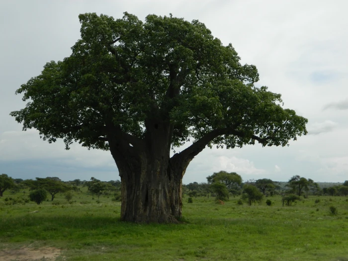 Adansonia digitata image