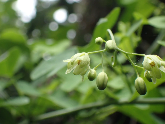 Adenia gummifera image