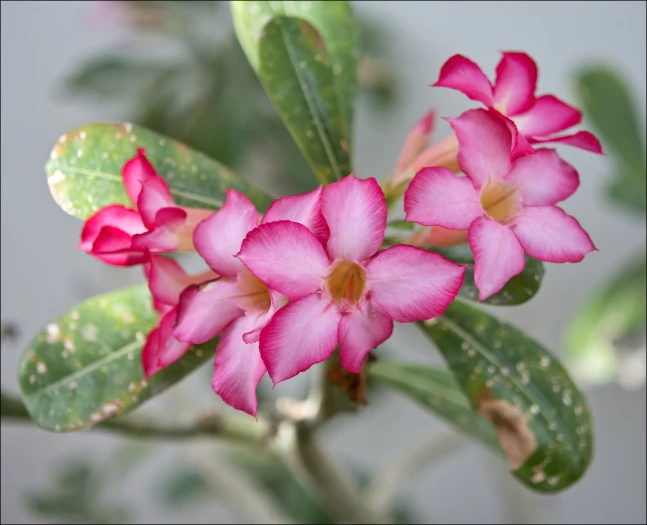 Adenium obesum image
