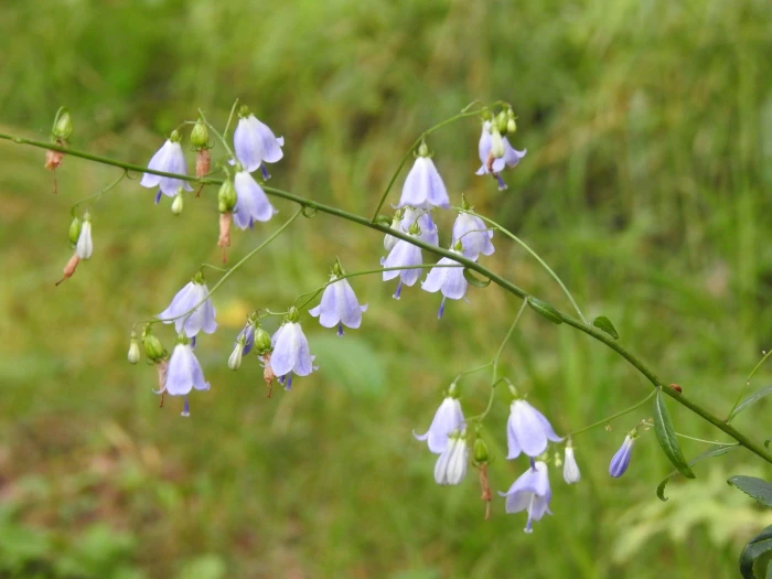 Adenophora liliifolia image
