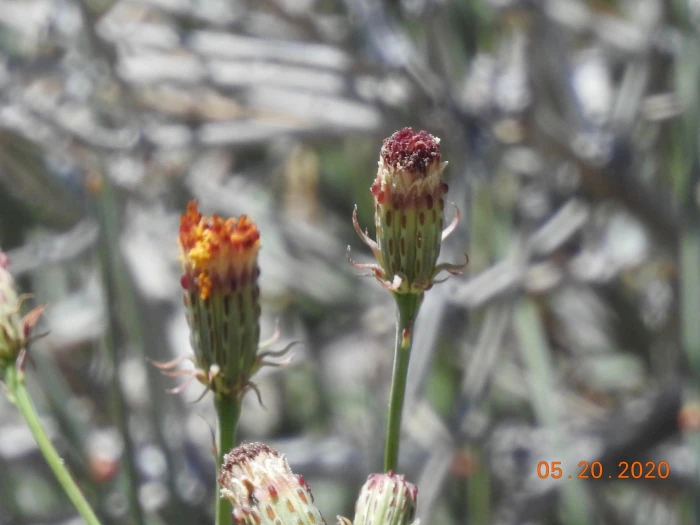 Adenophyllum porophylloides image