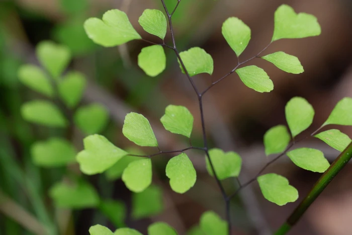 Adiantum aethiopicum image