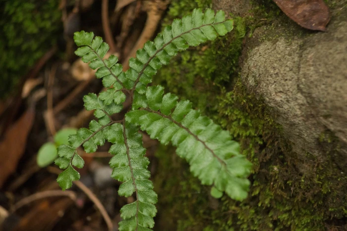 Adiantum hispidulum image