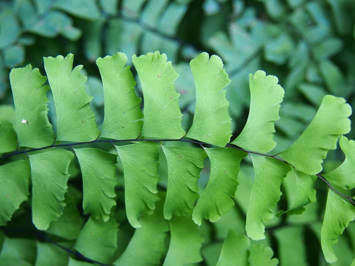 Adiantum pedatum image