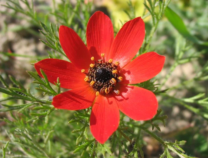 Adonis annua image