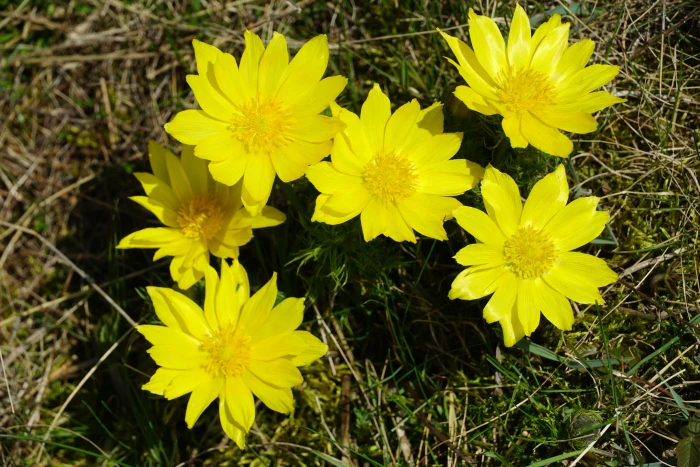 Adonis vernalis image