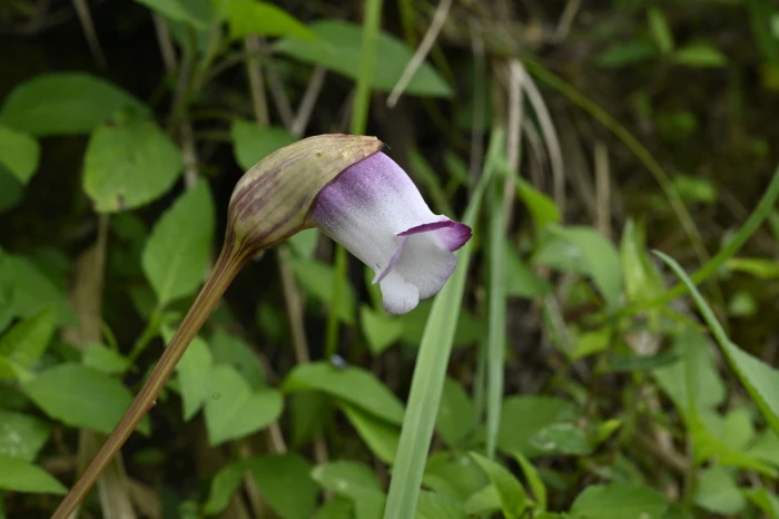 Aeginetia indica image