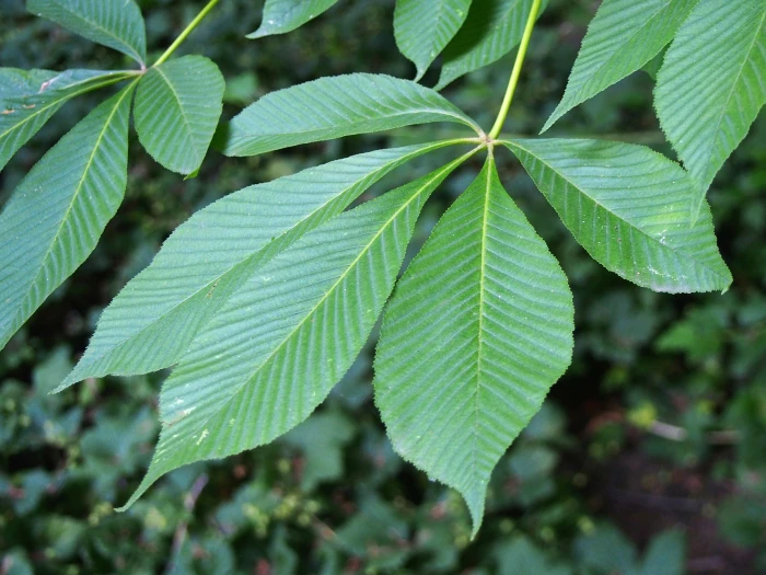 Aesculus flava image