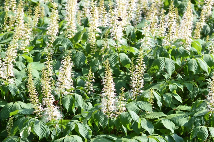 Aesculus parviflora image