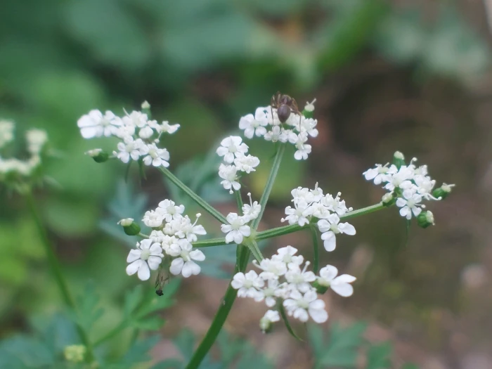 Aethusa cynapium image