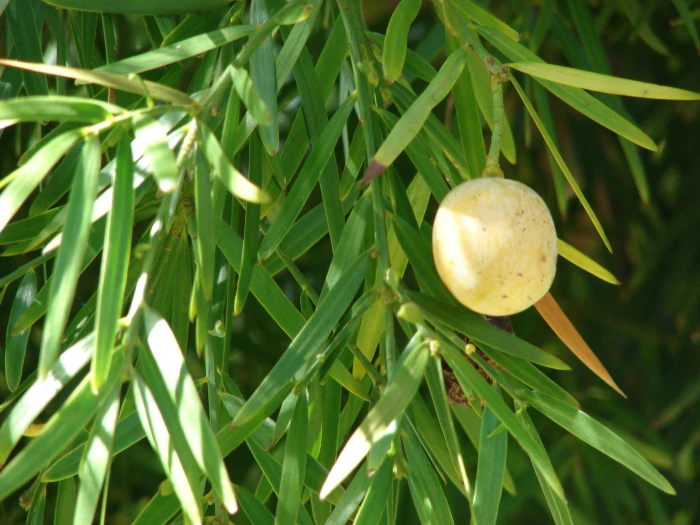 Afrocarpus gracilior image