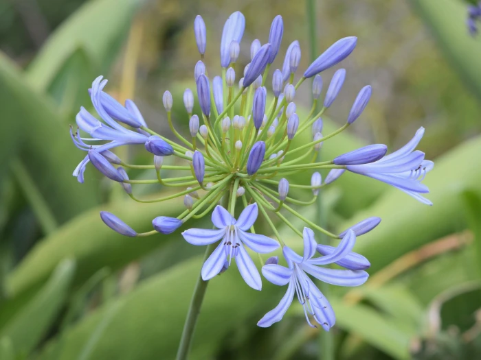 Agapanthus africanus image