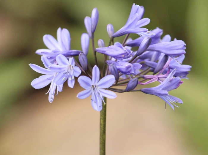 Agapanthus campanulatus image