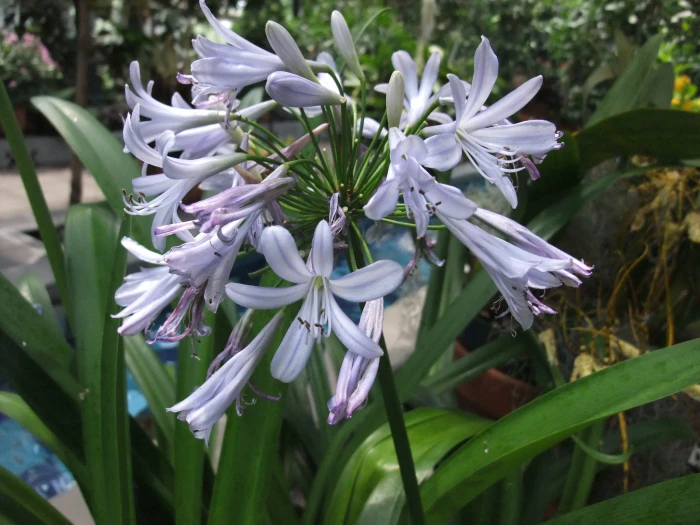 Agapanthus orientalis image