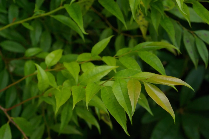 Agarista populifolia image