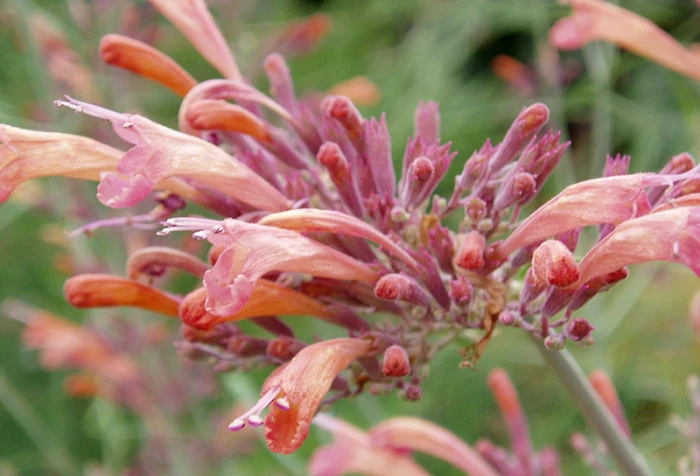 Agastache rupestris image