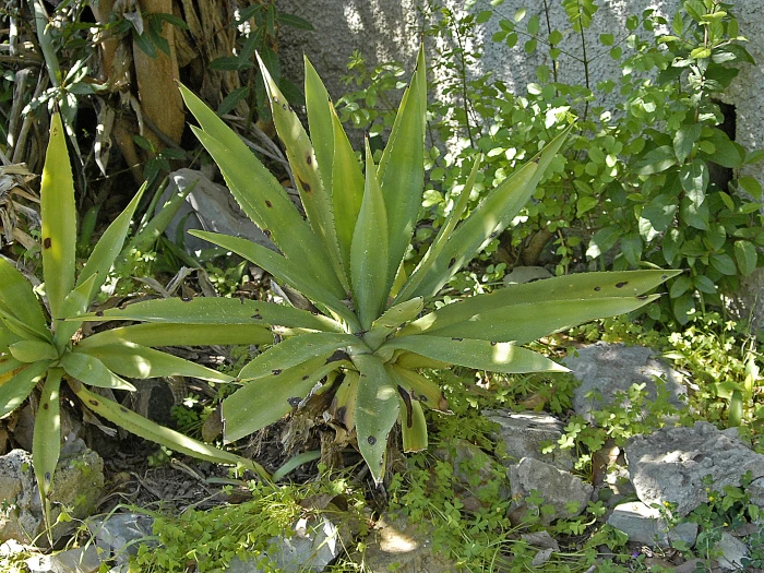 Agave decipiens image
