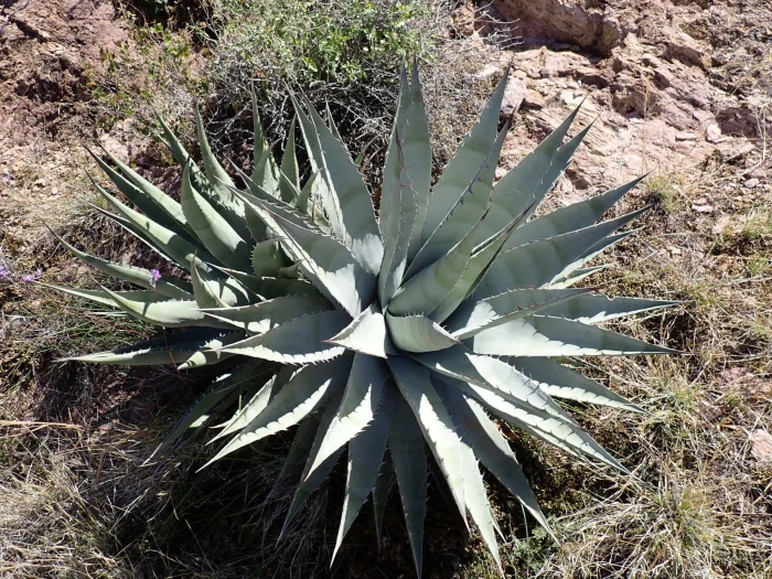 Agave Simplex image