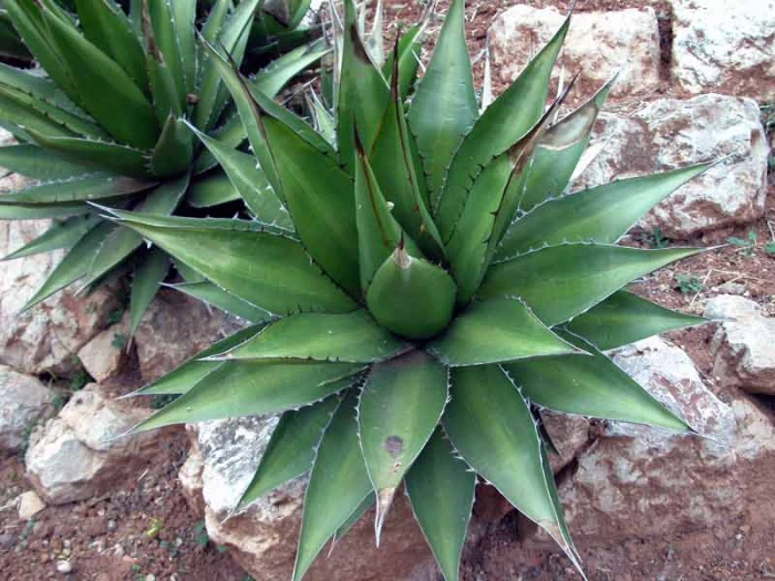 Agave horrida image