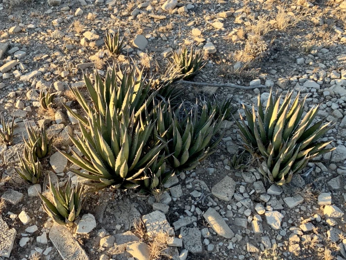 Agave lechuguilla image